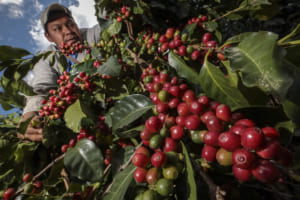 スマートコントラクトが、ホンジュラスのコーヒービジネスを変える