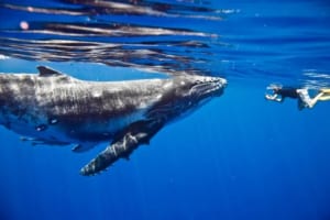 ビットコイン大量保有の「クジラ」、さらに買い増しか：グラスノード調査
