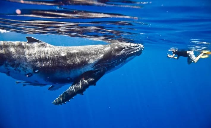 ビットコイン大量保有の「クジラ」、さらに買い増しか：グラスノード調査