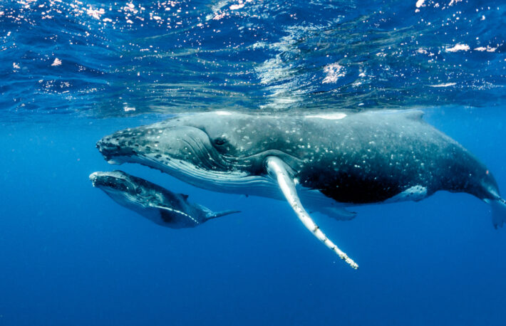 ビットコインの“クジラ”、過去最多 ── 機関投資家の参入加速か:データ