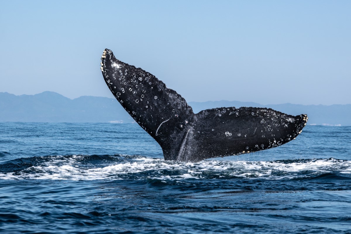 【投資スラング】「クジラ」の意味と由来は？