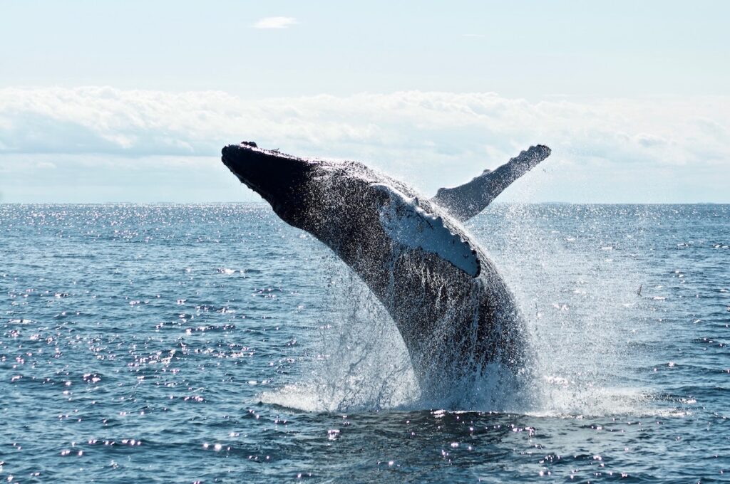 大口保有者の クジラ の動きを追う Uniwhales の狙い Coindesk Japan コインデスク ジャパン 大口保有者の クジラ の動きを追う Uniwhales の狙い Coindesk Japan コインデスク ジャパン