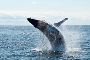 大口保有者の“クジラ”の動きを追う「UniWhales」の狙い