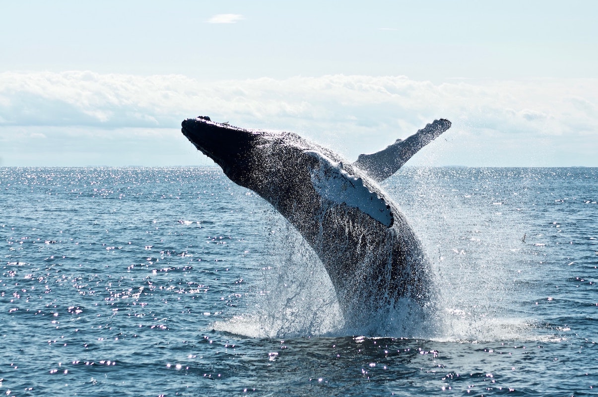 大口保有者の クジラ の動きを追う Uniwhales の狙い Coindesk Japan コインデスク ジャパン
