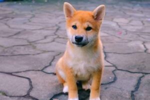 柴犬コインが急騰──クジラを個人投資家が追った？