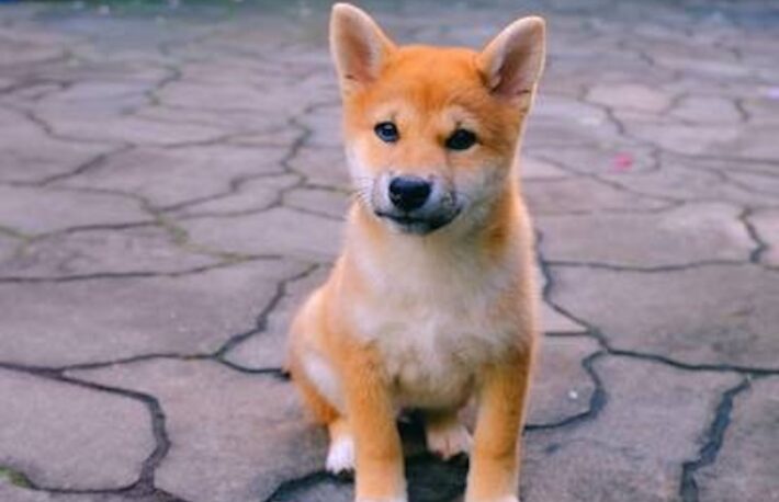 柴犬コインが急騰──クジラを個人投資家が追った?