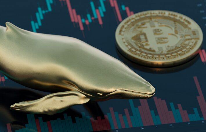 金融市場に現れるクジラとは？　ビットコイン市場に大きな影響を与える理由を解説