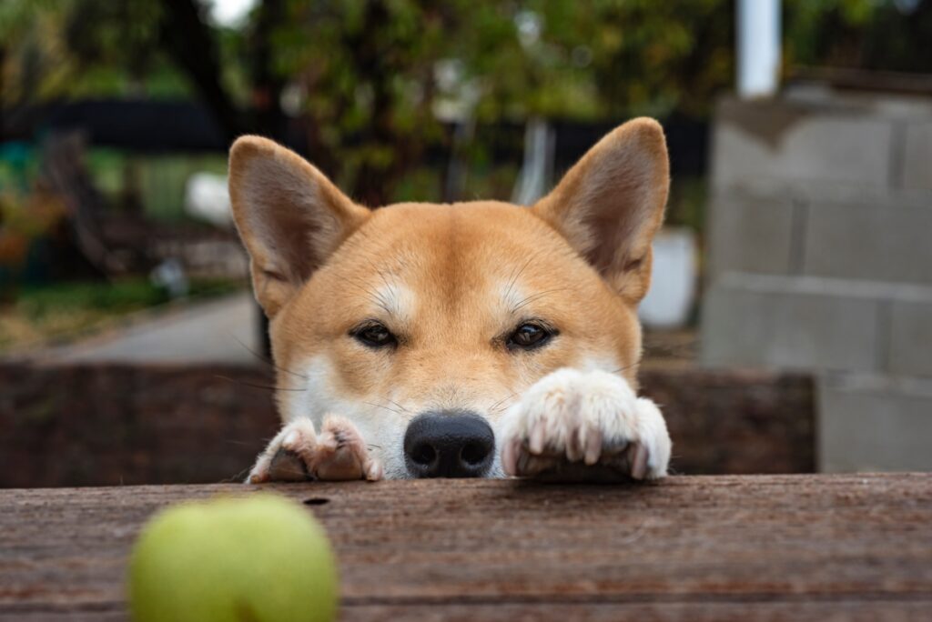 柴犬エコシステムのトークン、ボーン（BONE）が10％上昇
