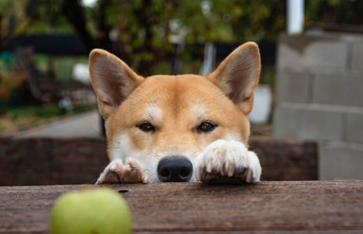 柴犬エコシステムのトークン、ボーン(BONE)が10%上昇
