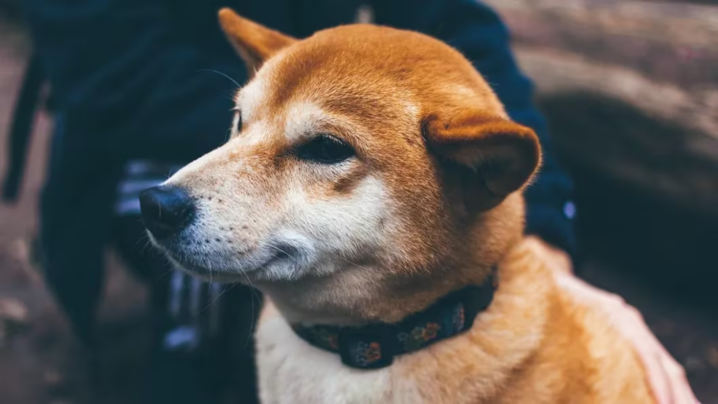 ドージコイン、モチーフの犬死亡のフェイクニュースで9％上昇──フェイク判明で反落