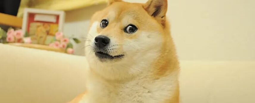 DOGE Meme shiba inu (Atsuko Sato)