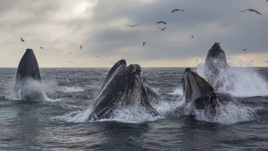 今回の強気相場、クジラを生み出すペースは遅い──ピークはこれからか：データ