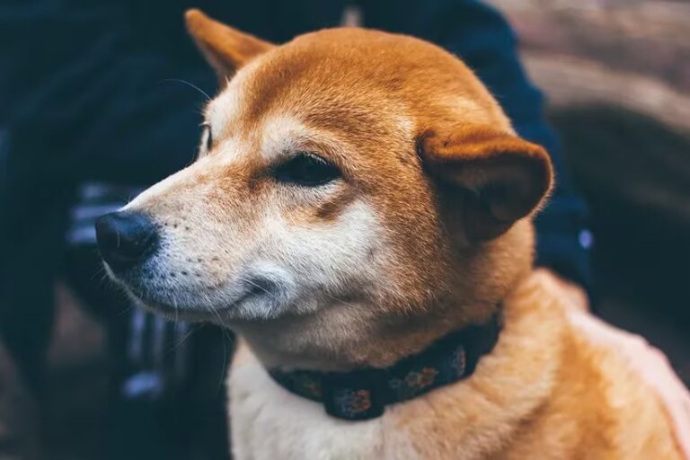 柴犬、プライバシー重視のブロックチェーン構築目指すトークンセールで1200万ドルを調達