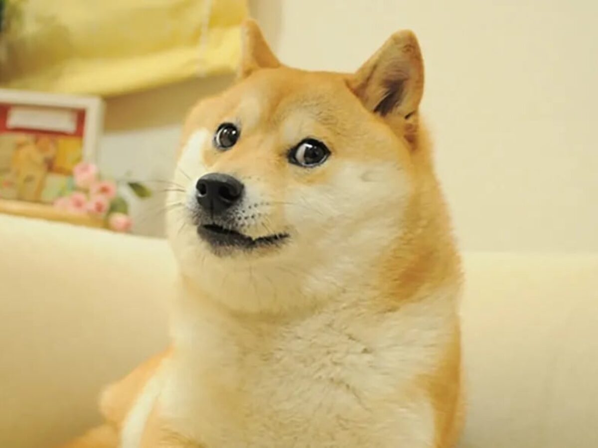ultra pro かぼすちゃん 柴犬 デッキケース doge 61VFmkDgt7L._UF350,350_QL50_.jpg