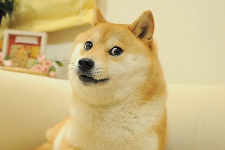 さようなら、かぼす──ドージコインなどミームコインのきっかけになった柴犬