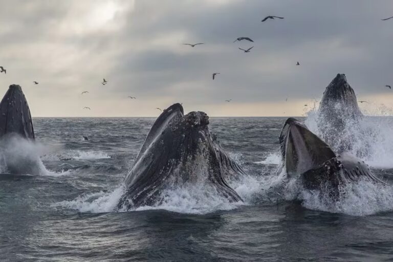 シンガポールのDBS銀行、イーサリアムのクジラだった