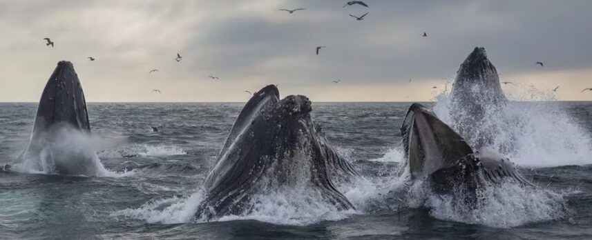 Whale