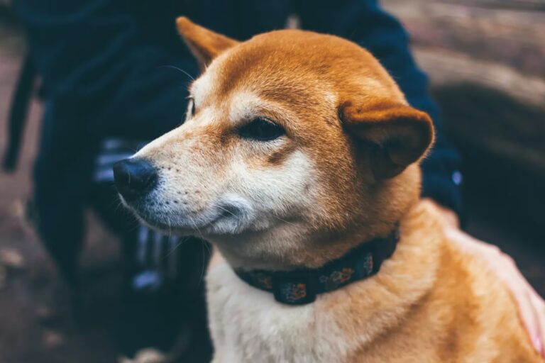 柴犬コイン、シバスワップ稼働で希少性向上