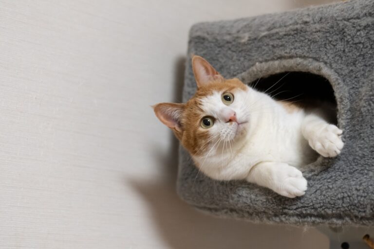 猫ミームコインが1週間で40%上昇、投資家のリスク選好高まる
