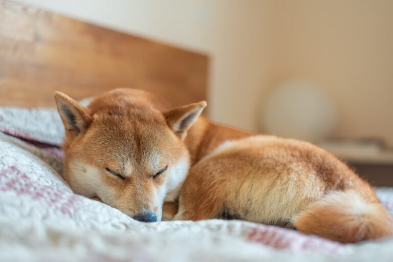 ミームコインの時価総額が1400億ドル(21兆円)超え、暗号資産エコノミーの中で大きな存在感