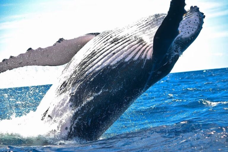 ビットコインクジラ、トランプ大統領就任後「蓄積フェーズ」に:CryptoQuant