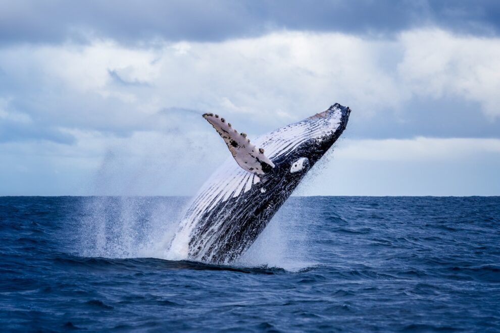 クジラが勢いを回復、ビットコイン上昇を支える:オンチェーンデータ