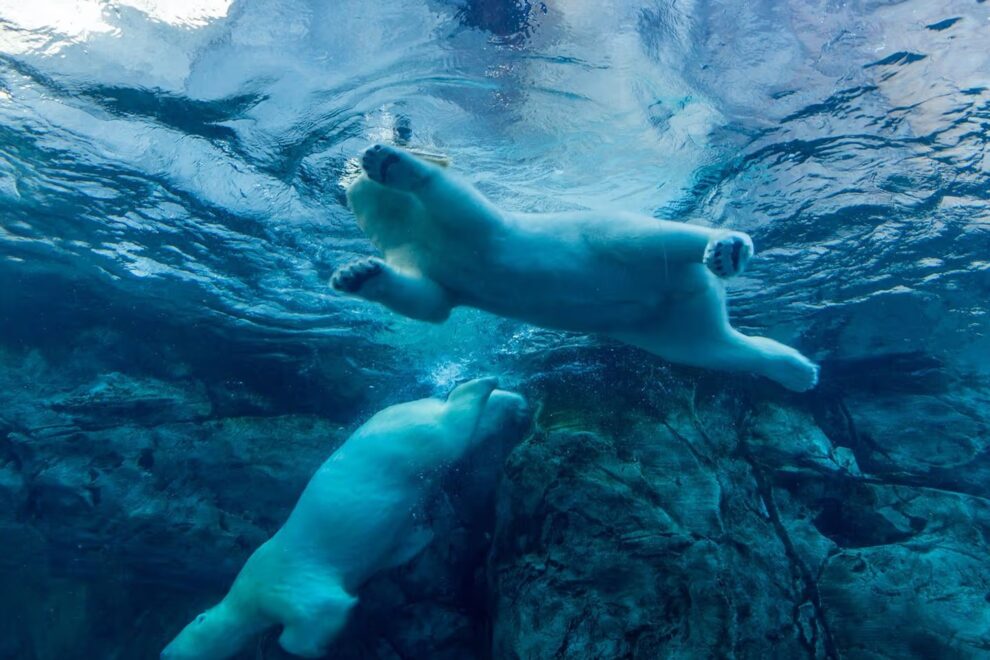 ビットコイン、10万9000ドルを割り込む──カンファレンス指標が再び効力を発揮