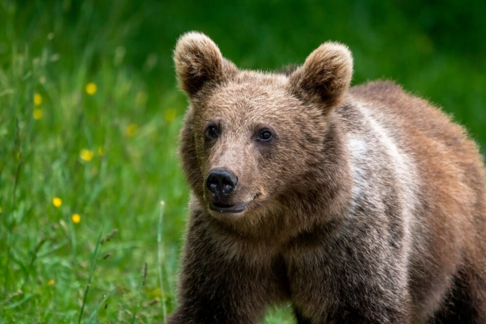 ビットコイン、第38週は下落──平均リターンは3番目に低い